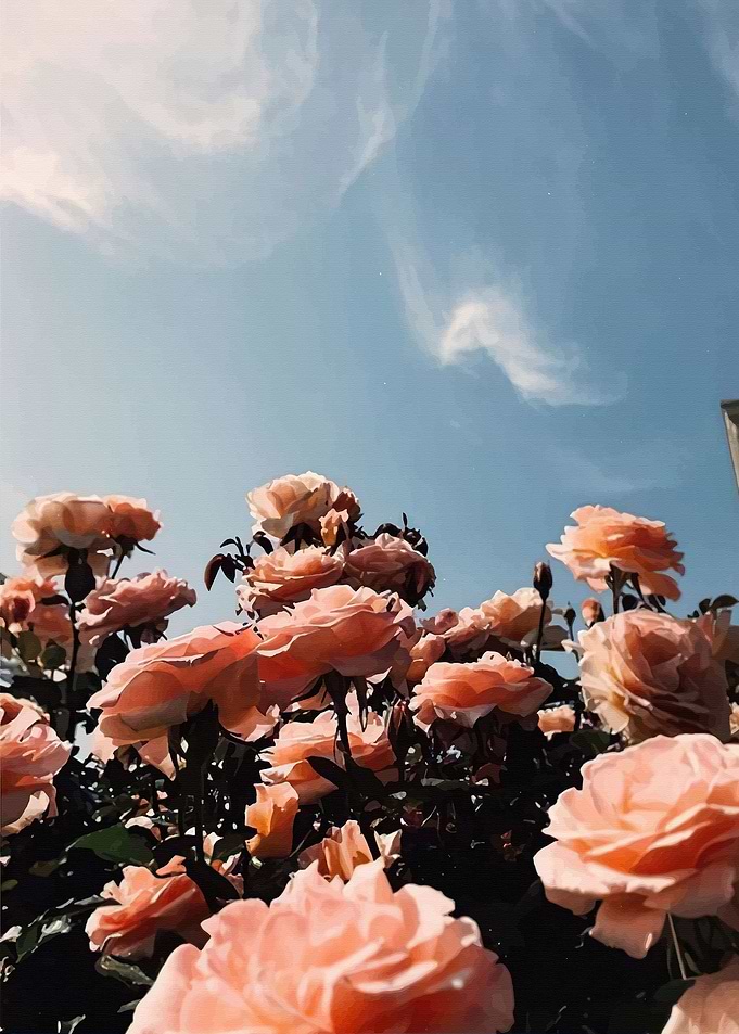 Roses
