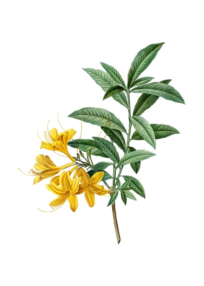 Vintage Yellow Azalea