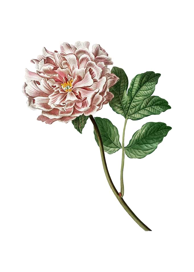 Vintage Tree Peony Flower