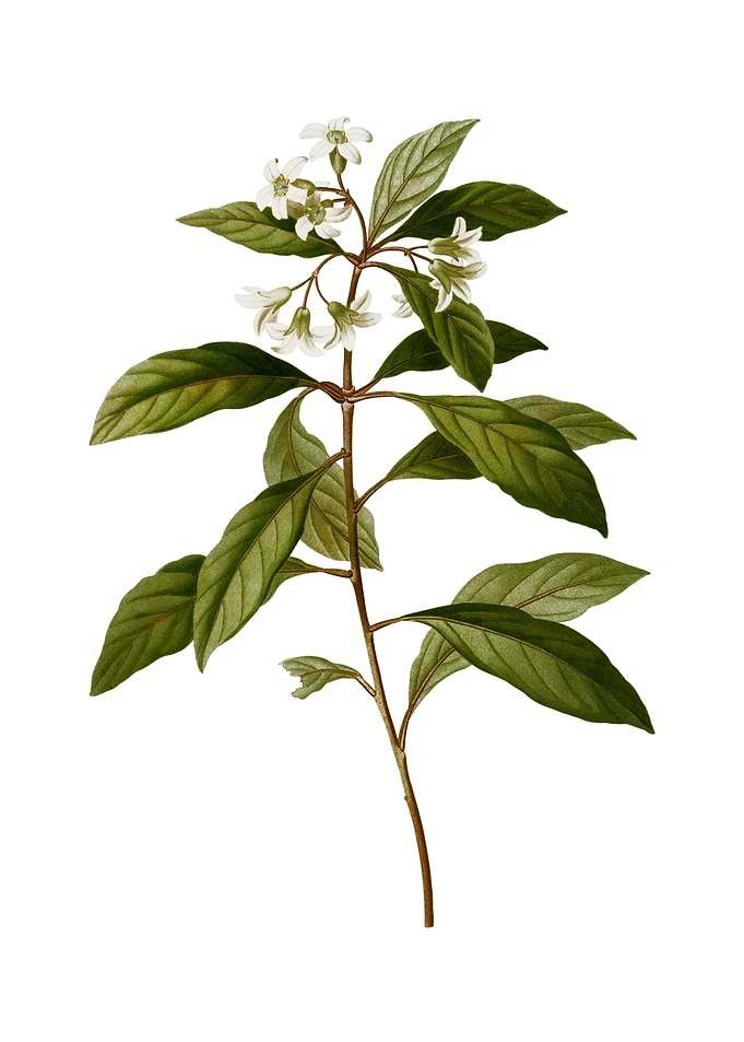 Sweet Pittosporum Branch