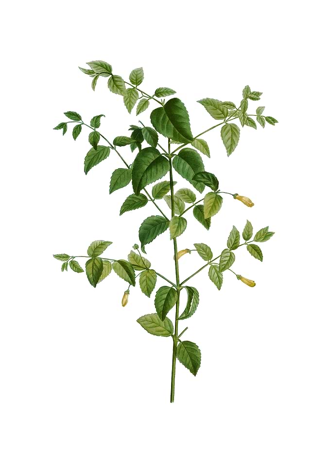 Vintage Tree Fuchsia