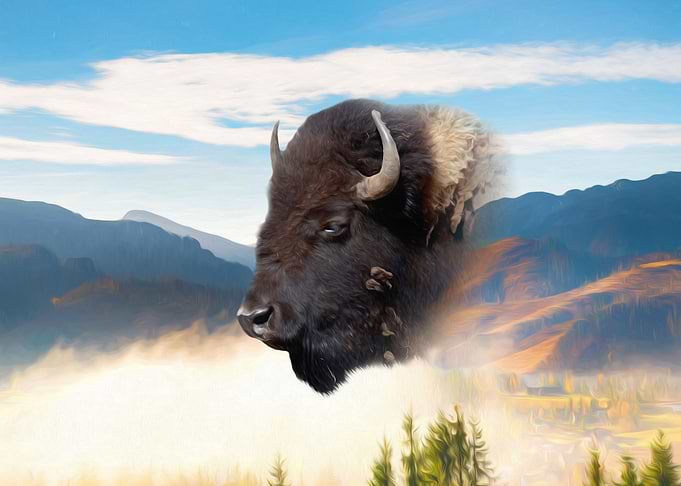 European bison
