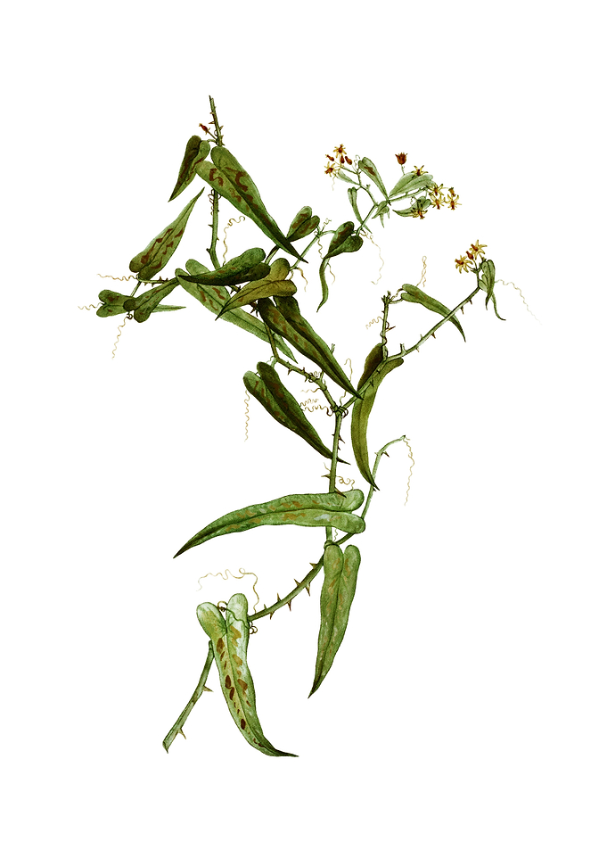 Vintage Rough Bindweed