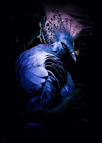 Crowned pigeon