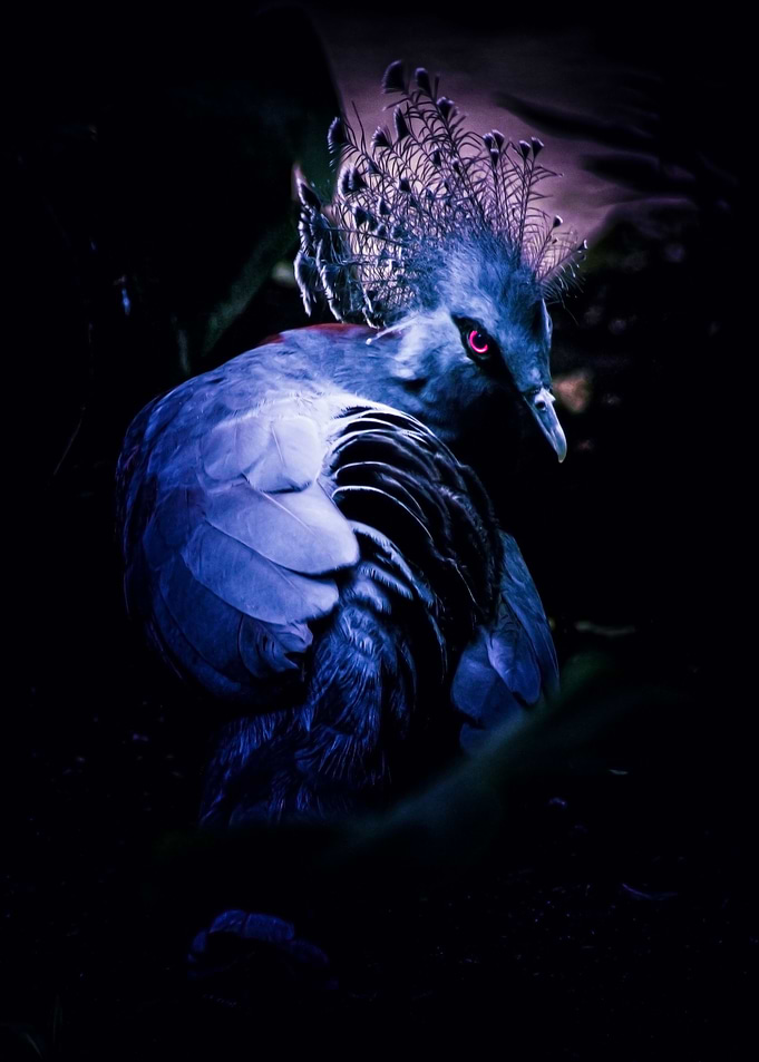 Crowned pigeon