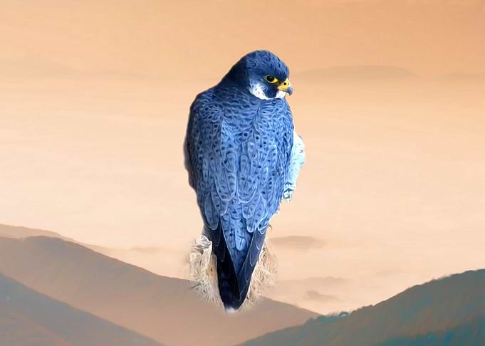 Falcon