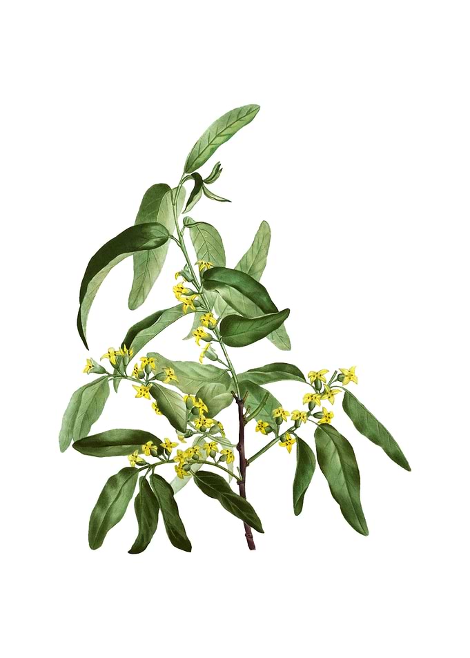 Vintage Russian Olive