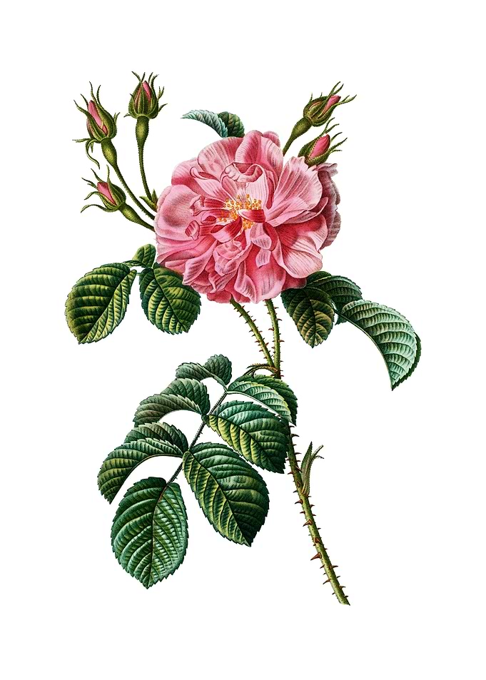 Vintage Pink Wild Rose
