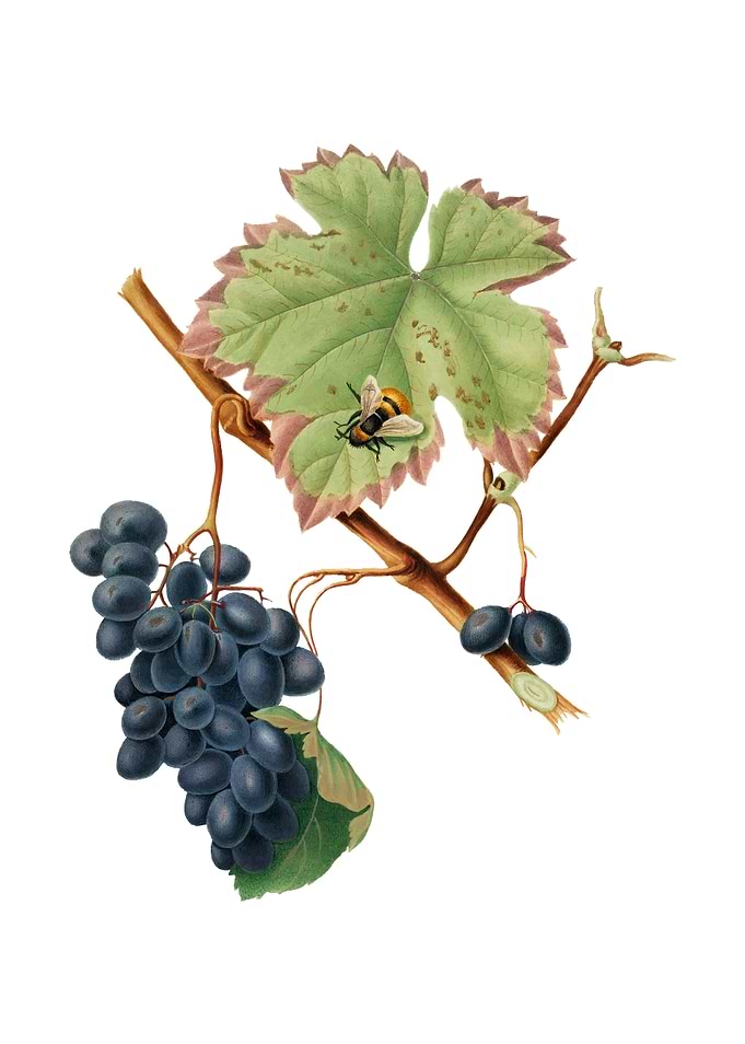 Vintage Barbera Grape