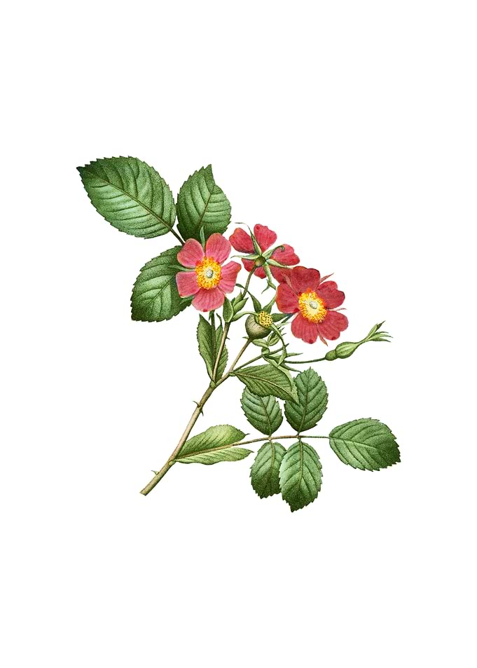 Vintage Redleaf Rose