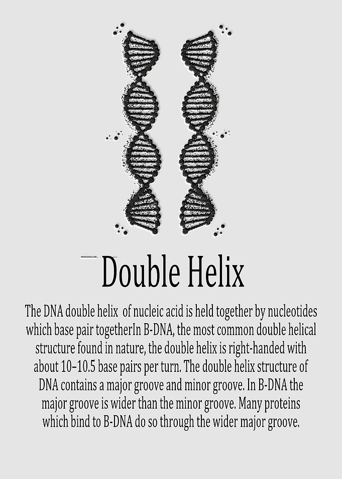 Double Helix