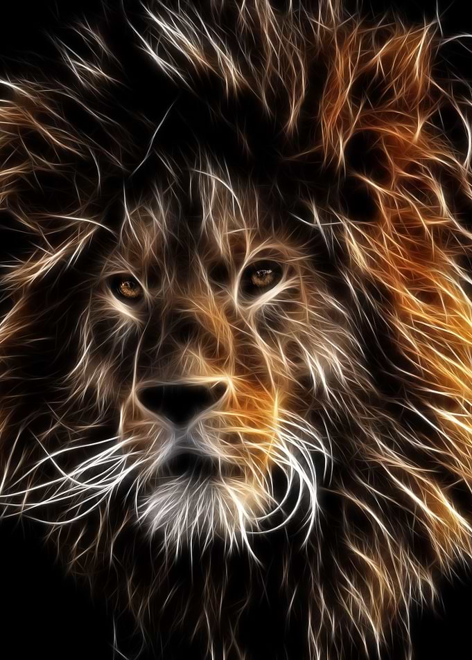 African Lion face