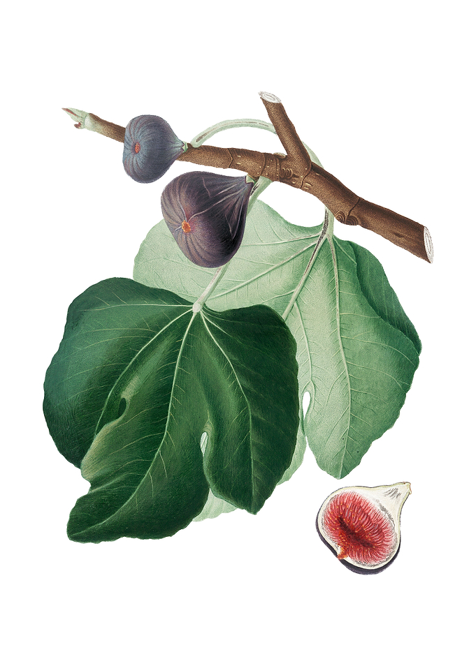 Vintage Black Fig on White