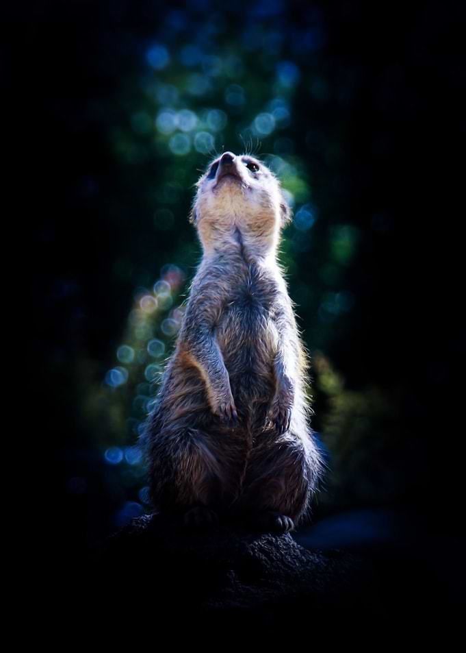 Meerkat