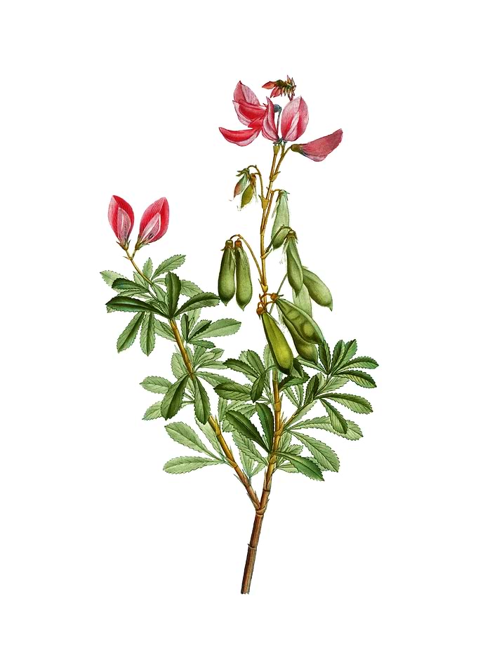 Vintage Restharrows Flower