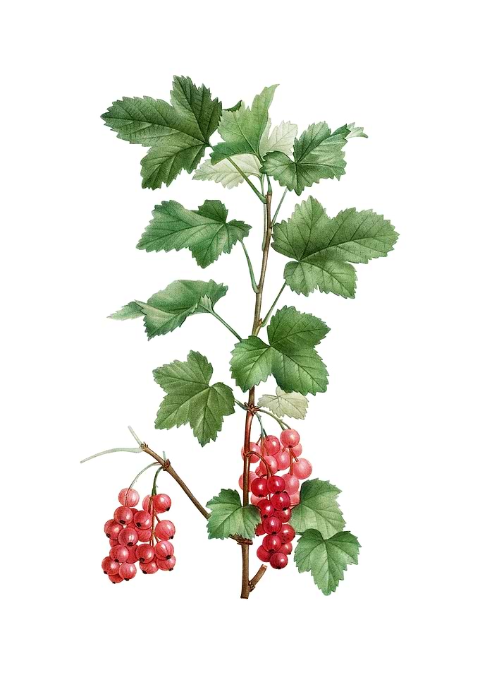 Vintage Redcurrant Plant