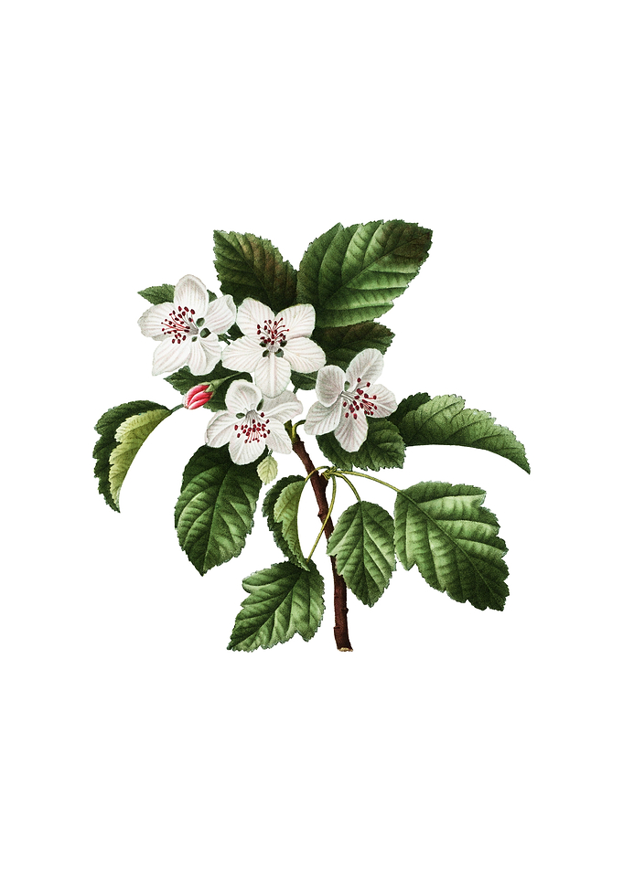 Vintage Sweet Crabapple