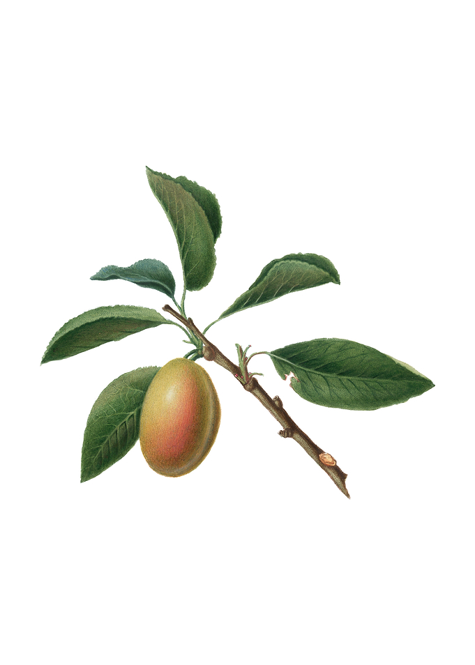 Vintage Armenian Plum