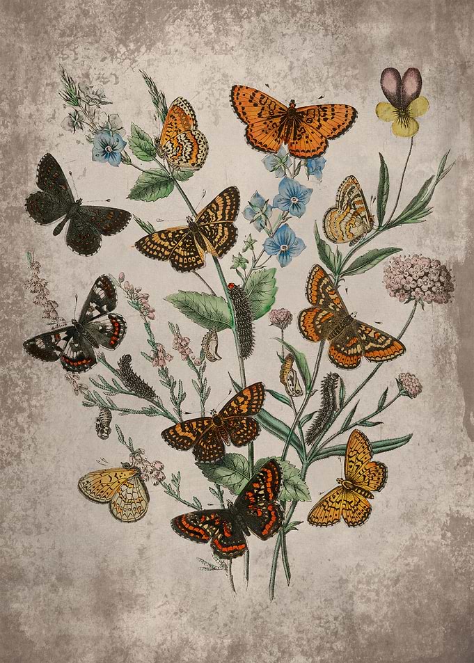 Butterflies Floral Art 3