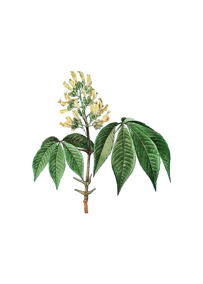 Vintage Yellow Buckeye