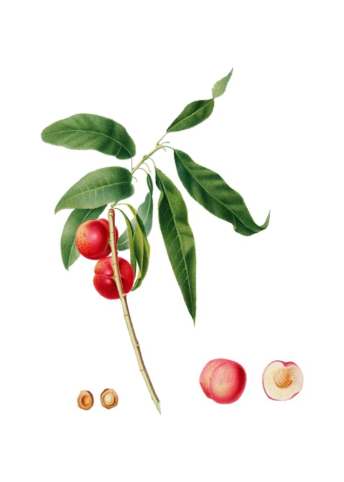 Vintage Apricot on White