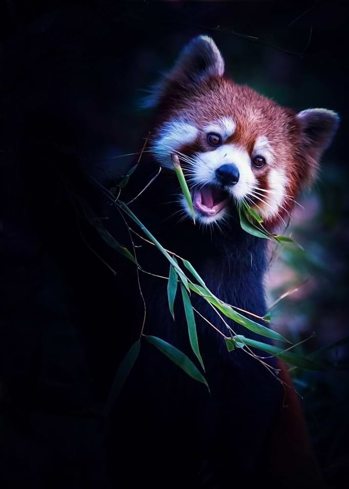 Red panda