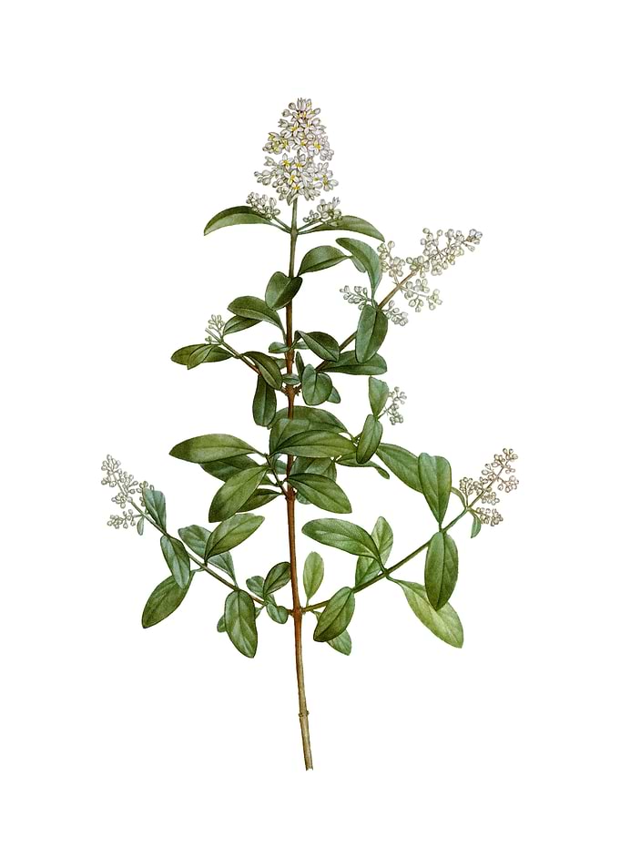 Vintage Wild Privet Flower