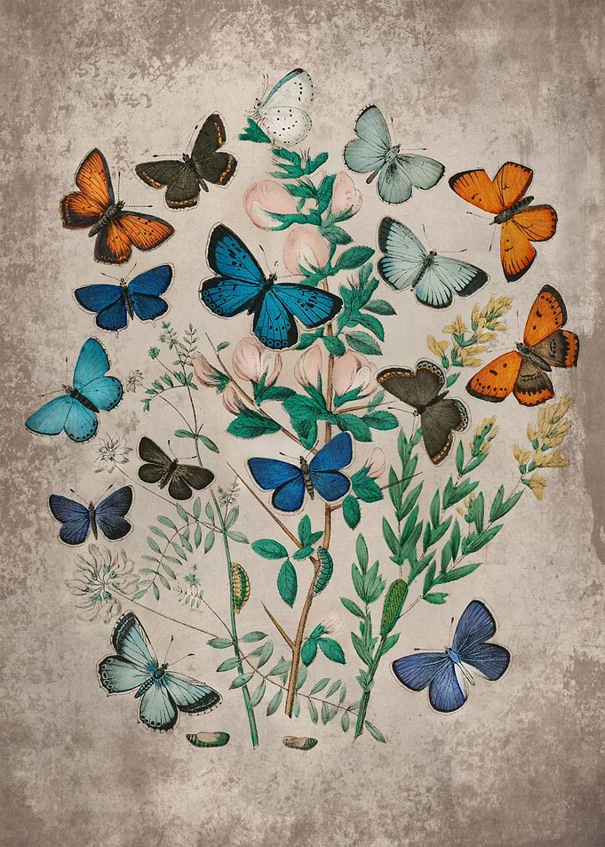 Butterflies Floral Art 4