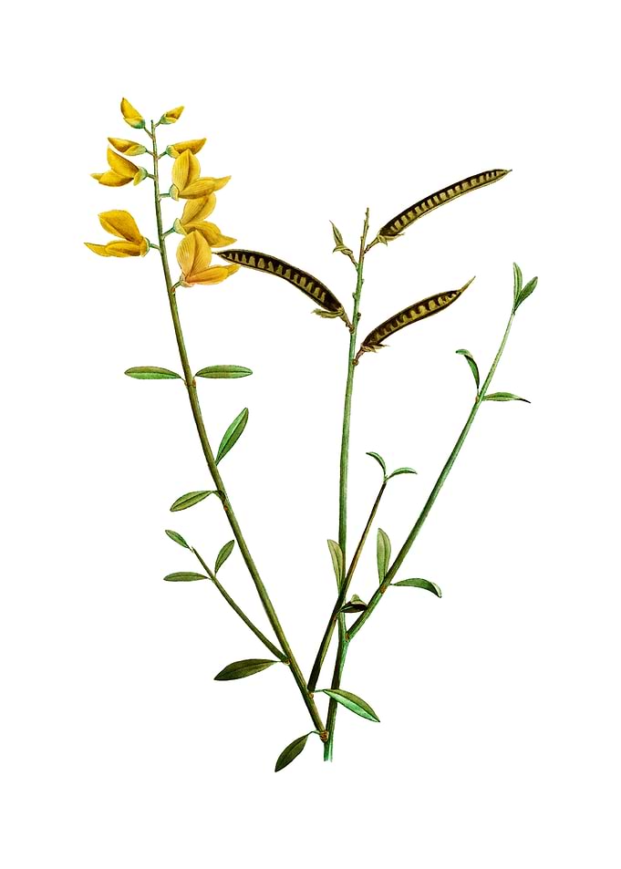 Vintage Spanish Broom