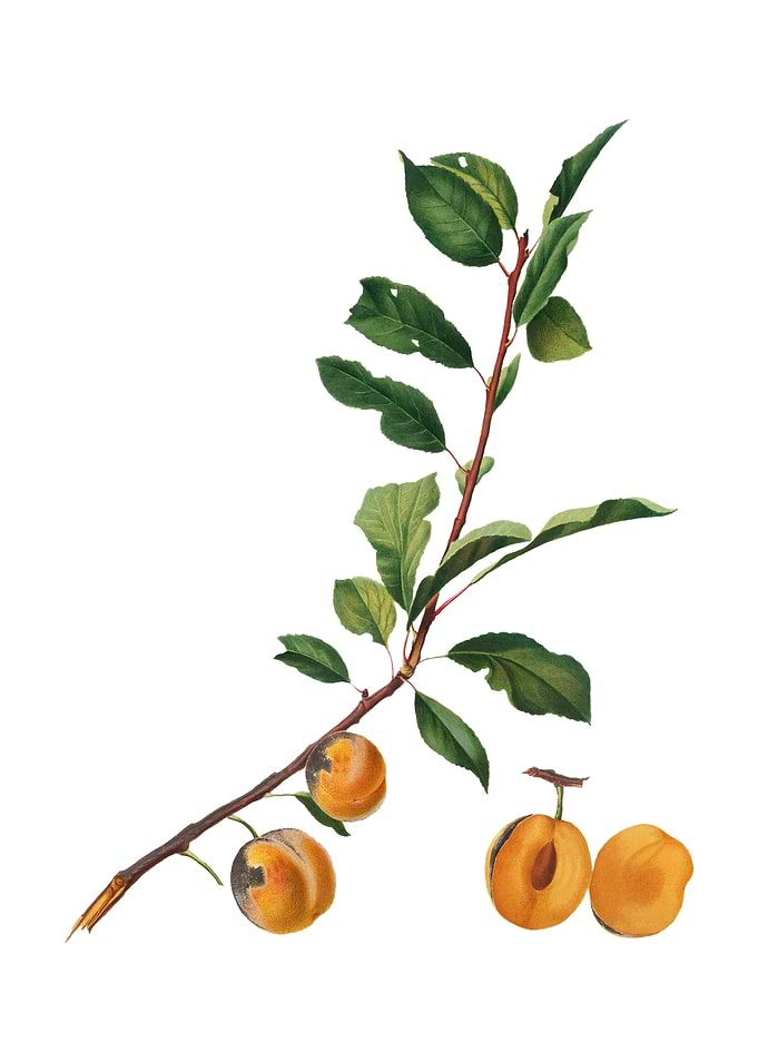 Vintage Apricot on White