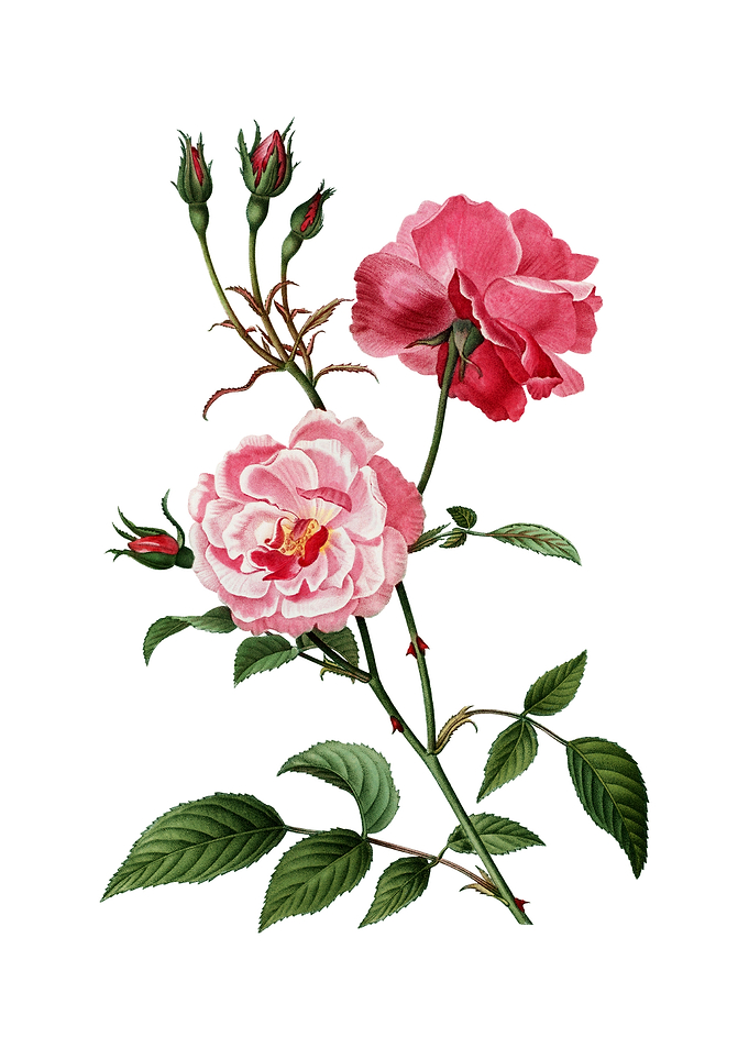 Vintage Ever Blowing Rose