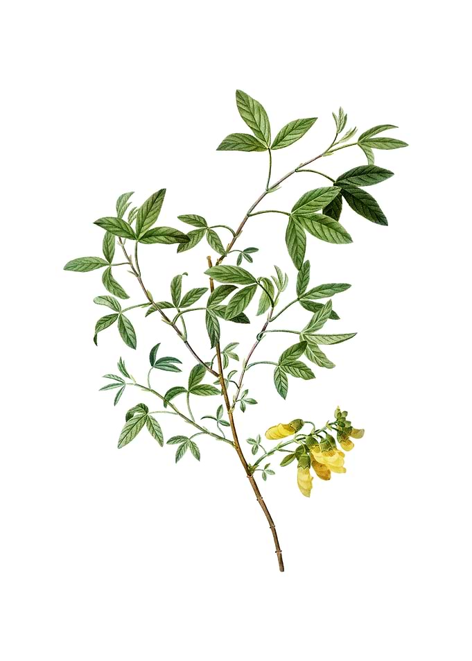 Stinking Bean Trefoil