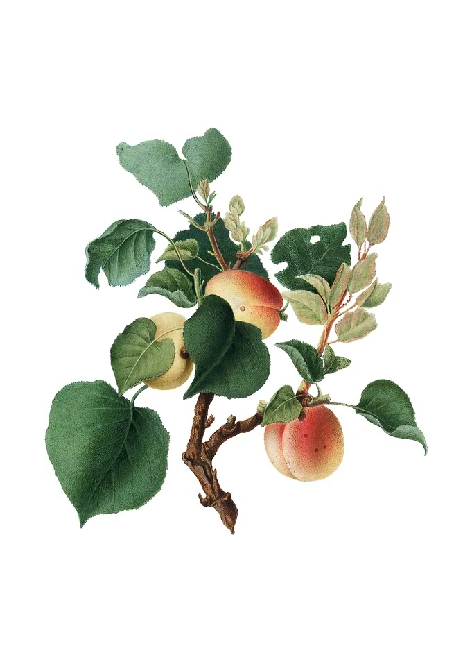 Vintage Apricot on White