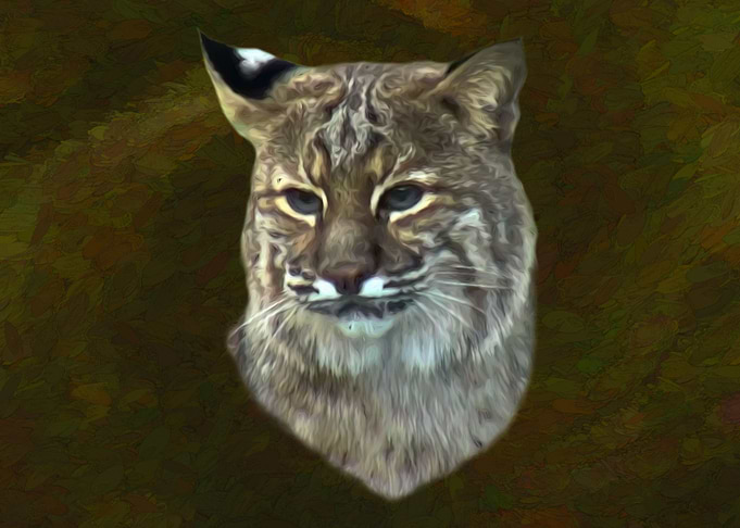 Bobcat