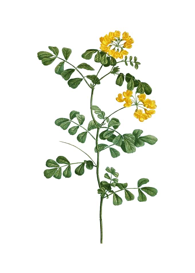Scorpion Vetch Plant