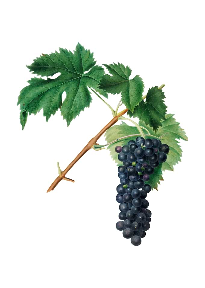 Black Aleatico Grape Fruit