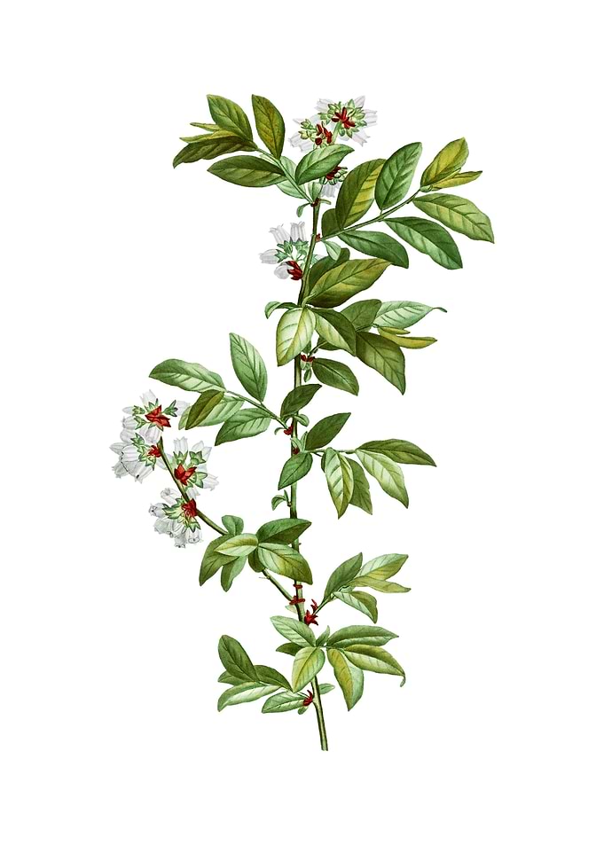 Rabbit Eye Blueberry