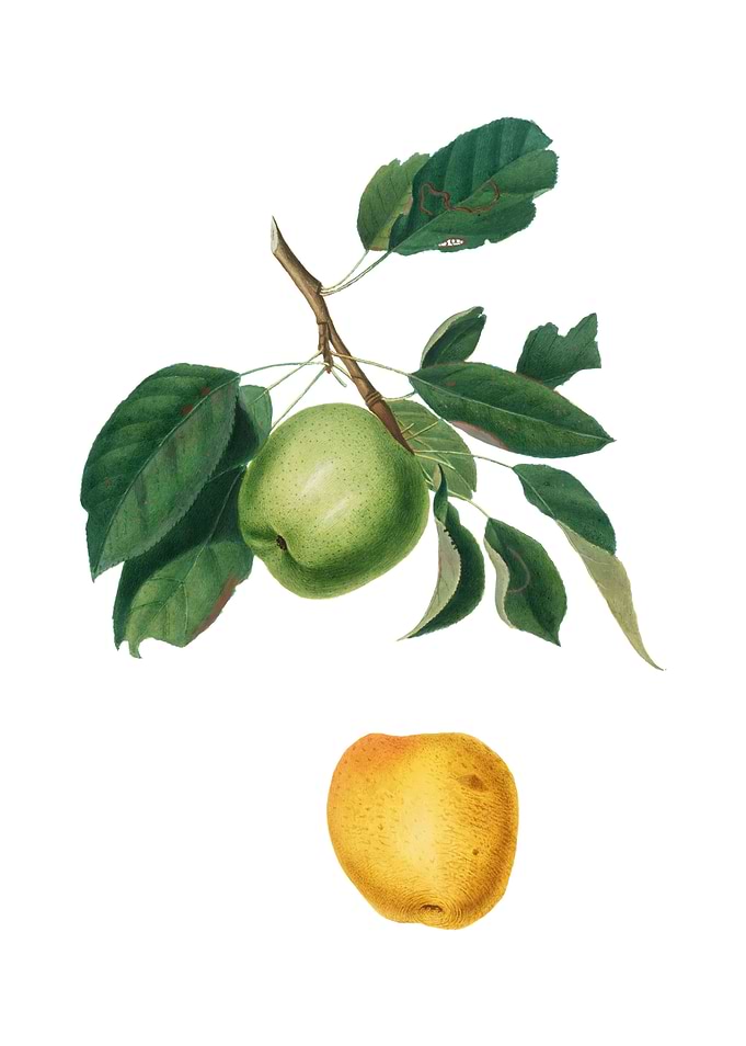 Vintage Apple on White