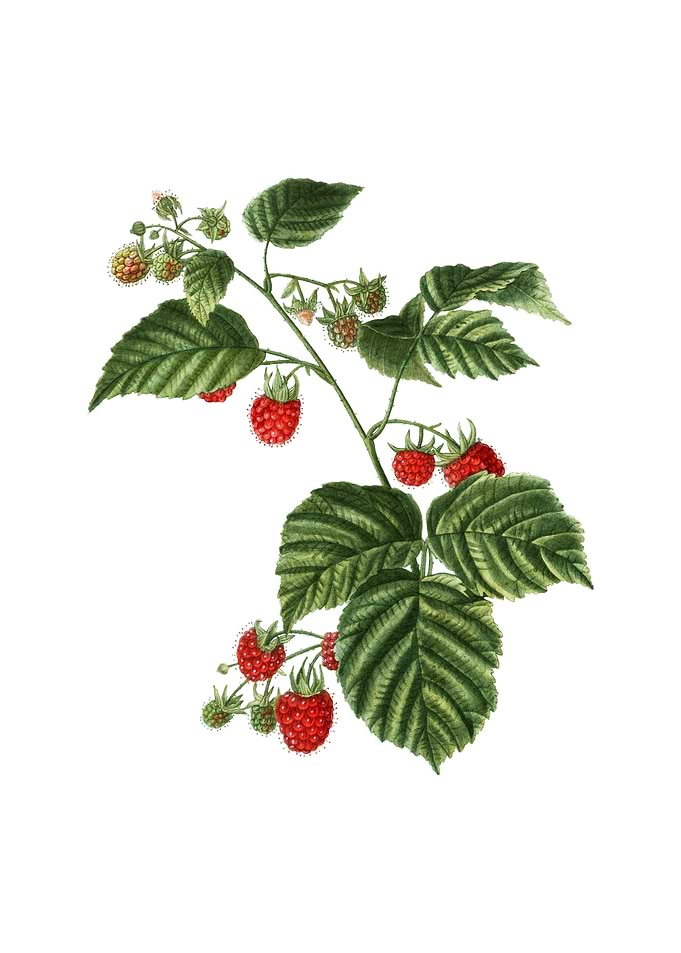 Vintage Raspberry on White