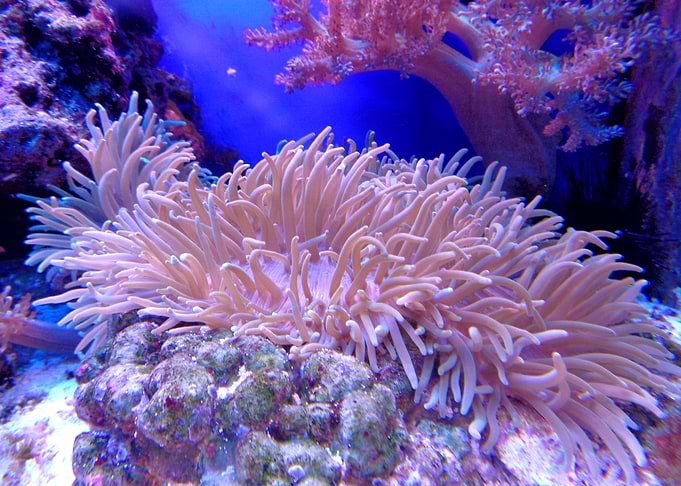 The pink underwater