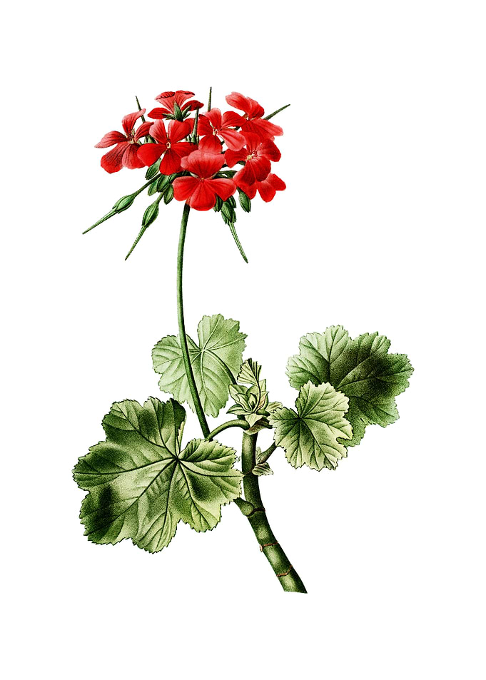 Vintage Scarlet Geranium