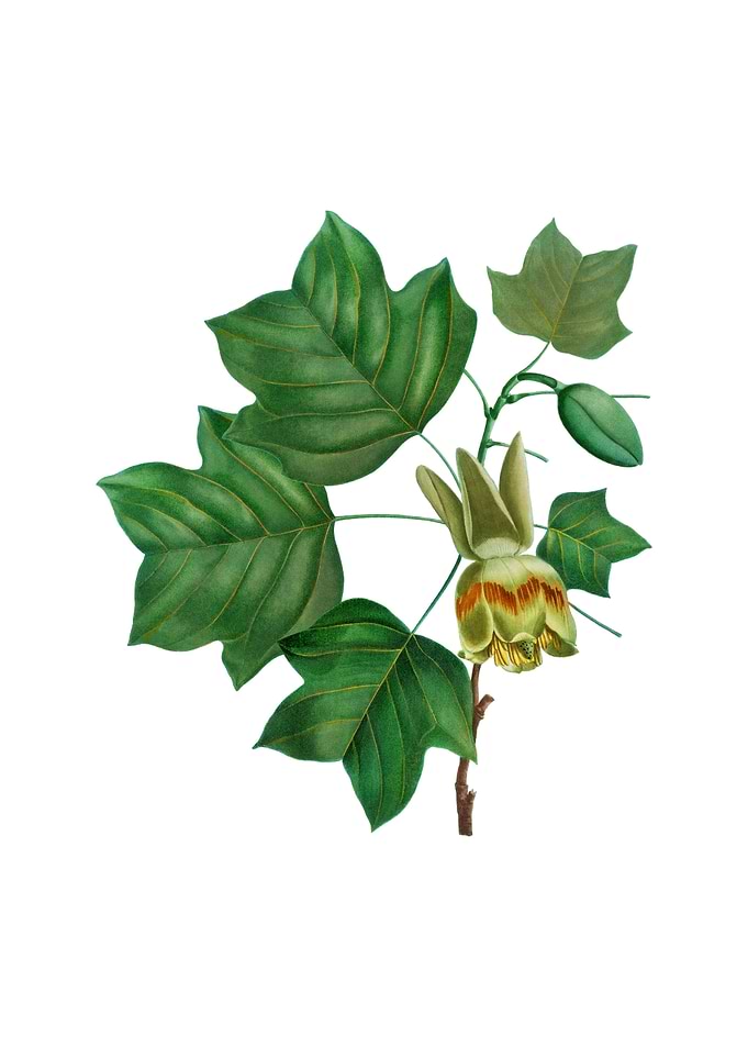 Vintage Tulip Tree Flower