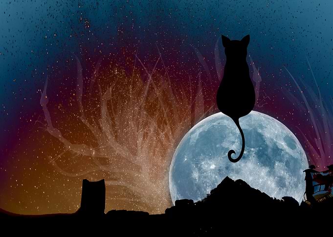 The Black Cat and the War