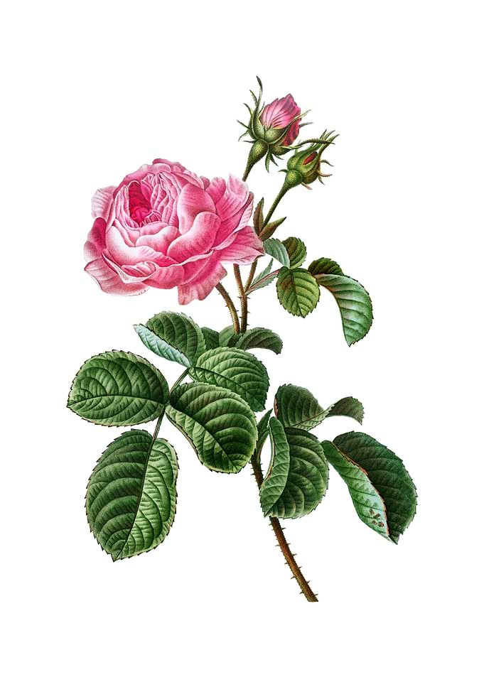 Vintage Provence Rose