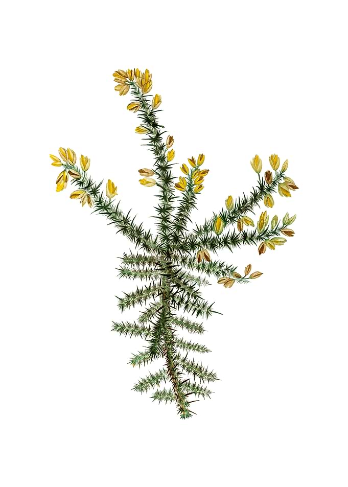 Yellow Gorse Flower