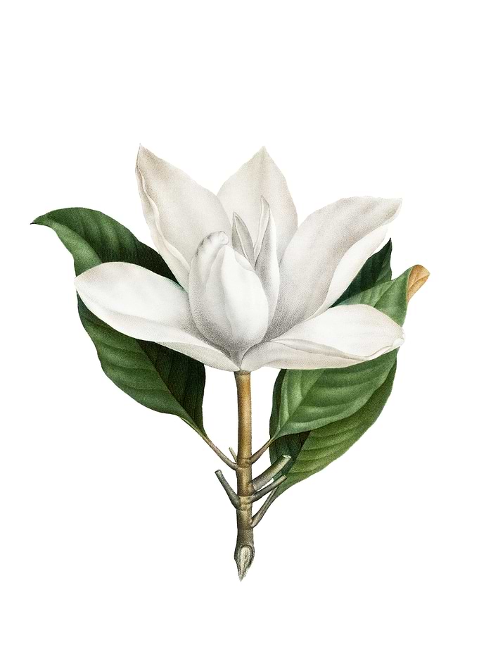 White Southern Magnolia