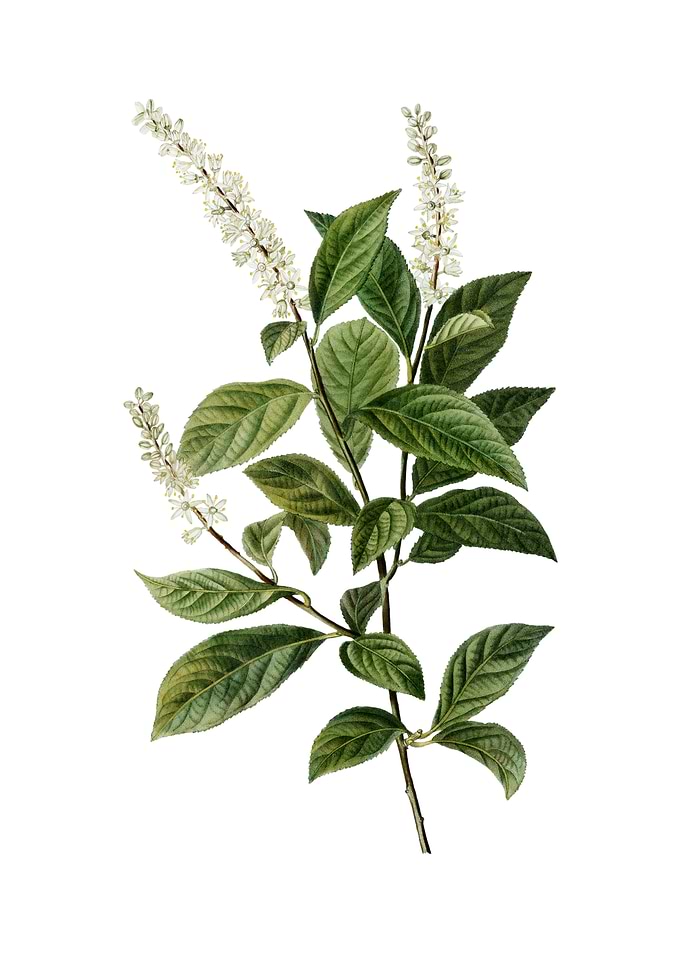 Virginia Sweetspire Flower