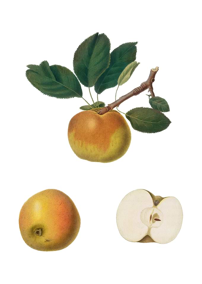 Vintage Apple on White
