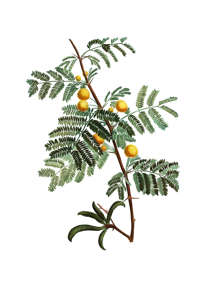 Vintage Sweet Acacia
