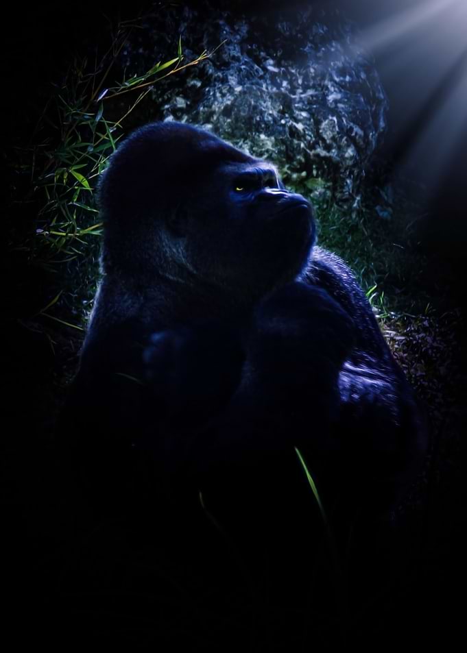 Gorilla